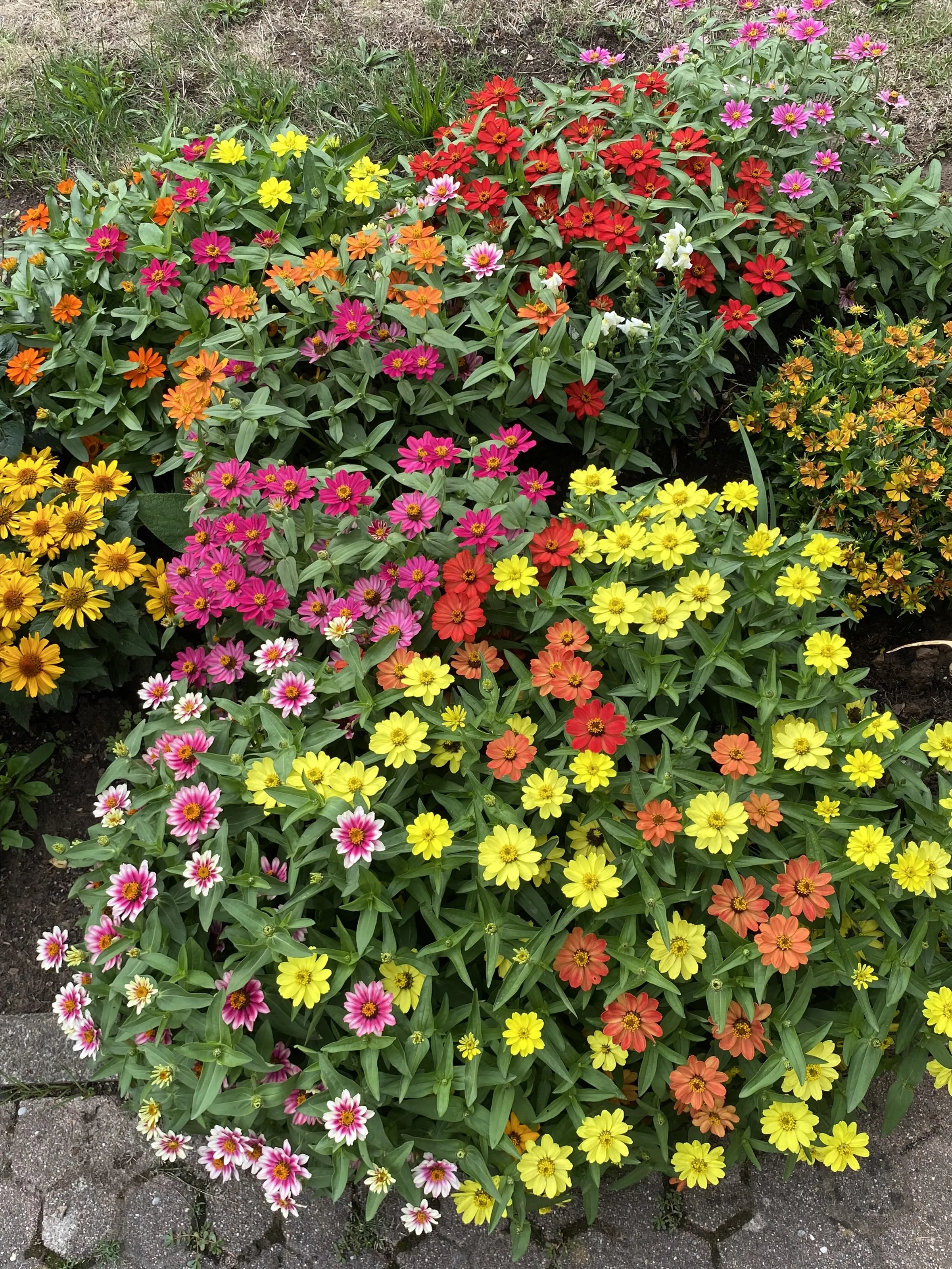Dicht bepflanztes Beet mit Zinnien in Gelb, Rot und Rosa