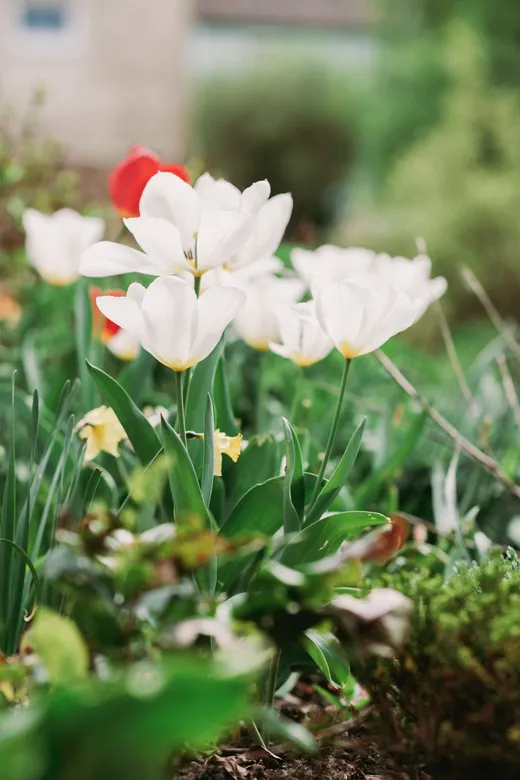 Weiße Tulpen und Narzissen in einem Beet