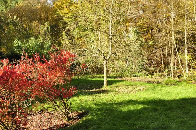 Garten mit Obstbäumen und rot gefärbten Sträuchern im Herbst