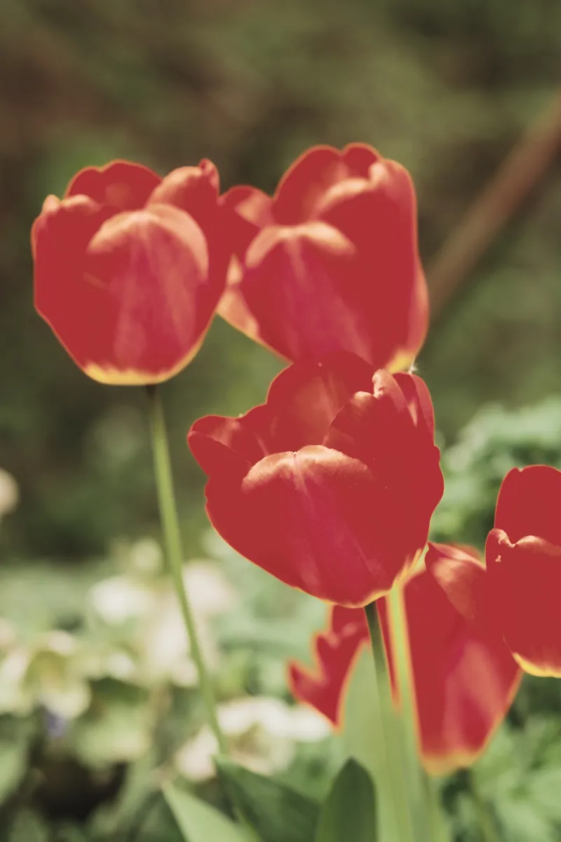 Rote Tulpen in der Sonne