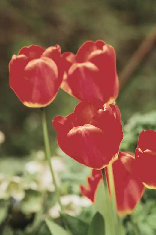 Rote Tulpen in der Sonne
